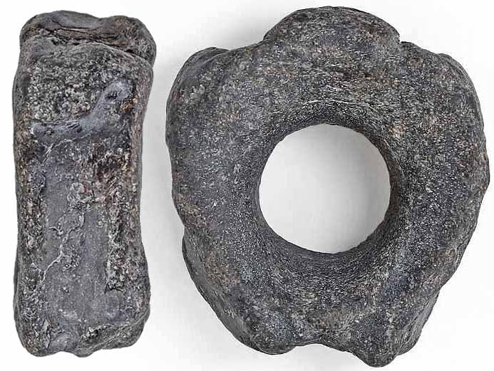 Vertbre fossile de poisson Pachycormiformes jurassique Boulonnais